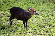 Black Duiker (Cephalophus niger) male, Miami, Florida