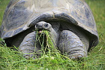 Aldabra Giant Tortoise (Aldabrachelys gigantea) grazing, Heidelberg, Germany