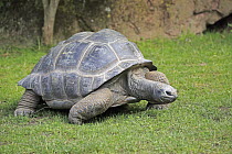 Aldabra Giant Tortoise (Aldabrachelys gigantea), Heidelberg, Germany