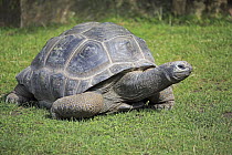 Aldabra Giant Tortoise (Aldabrachelys gigantea), Heidelberg, Germany
