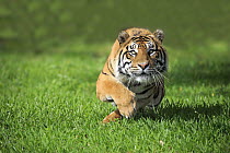 Sumatran Tiger (Panthera tigris sumatrae) male chasing lure, Miami, Florida