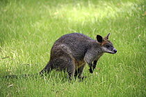 Swamp Wallaby (Wallabia bicolor), South Australia, Australia
