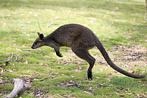 Swamp Wallaby (Wallabia bicolor) jumping, South Australia, Australia