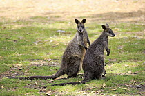 Swamp Wallaby (Wallabia bicolor) pair, South Australia, Australia