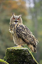 Eurasian Eagle-Owl (Bubo bubo) calling, Eifel, Germany