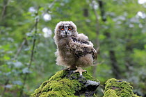 Eurasian Eagle-Owl (Bubo bubo) chick, Eifel, Germany