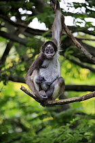 White-bellied Spider Monkey (Ateles belzebuth) mother with young, Frankfurt, Germany