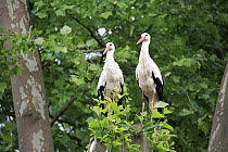 White Stork (Ciconia ciconia) pair, Heidelberg, Germany