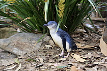 Little Blue Penguin (Eudyptula minor), Kangaroo Island, South Australia, Australia
