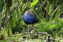 Purple Gallinule (Porphyrio martinicus), Wakodahatchee Wetlands, Delray Beach, Florida