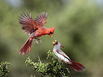 Northern Cardinal (Cardinalis cardinalis) and Pyrrhuloxia (Cardinalis sinuatus) males fighting, Texas