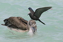 Brown Noddy (Anous stolidus) on Brown Pelican (Pelecanus occidentalis) juvenile to try and steal fish, Galapagos Islands, Ecuador