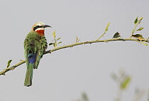 White-fronted Bee-eater (Merops bullockoides), Chobe National Park, Botswana