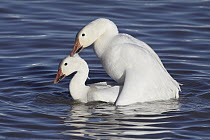 Snow Goose (Chen caerulescens) pair mating, New Mexico