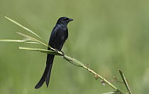 Black Drongo (Dicrurus macrocercus), Bueng Boraphet, Thailand