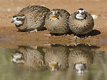 Northern Bobwhite (Colinus virginianus) trio at pond, Texas