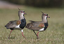 Southern Lapwing (Vanellus chilensis) pair, Corrientes, Argentina
