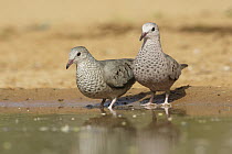 Common Ground Dove (Columbina passerina) pair at pond, Texas