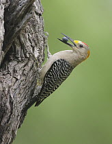 Golden-fronted Woodpecker (Melanerpes aurifrons) male with berry, Texas