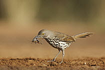 Long-billed Thrasher (Toxostoma longirostre) with insect prey, Texas
