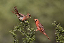 Northern Cardinal (Cardinalis cardinalis) fledgling begging for food from male, Texas