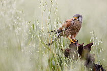 Eurasian Kestrel (Falco tinnunculus), Spain
