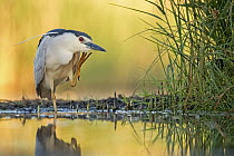 Black-crowned Night Heron (Nycticorax nycticorax) scratching itself, Hungary
