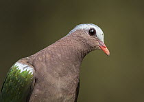 Emerald Dove (Chalcophaps indica) male, India