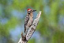 Ladder-backed Woodpecker (Picoides scalaris) male, Arizona