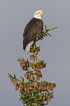 Bald Eagle (Haliaeetus leucocephalus), Alaska