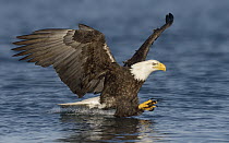 Bald Eagle (Haliaeetus leucocephalus) striking at fish, Alaska