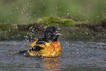 Baltimore Oriole (Icterus galbula) male bathing, Texas