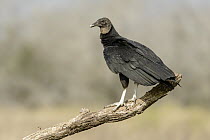 American Black Vulture (Coragyps atratus), Texas