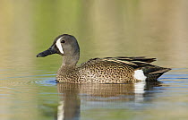 Blue-winged Teal (Anas discors) male, Texas