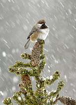 Boreal Chickadee (Poecile hudsonicus) during snowfall, Alaska