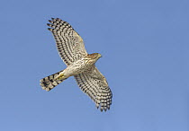 Cooper's Hawk (Accipiter cooperii) female flying, Texas
