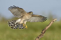 Cooper's Hawk (Accipiter cooperii) female landing, Texas
