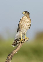 Cooper's Hawk (Accipiter cooperii) female, Texas