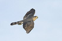 Cooper's Hawk (Accipiter cooperii) male flying, Texas