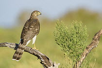 Cooper's Hawk (Accipiter cooperii) female, Texas
