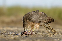 Cooper's Hawk (Accipiter cooperii) female feeding on bird prey, Texas