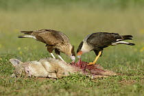 Northern Caracara (Caracara cheriway) and juvenile feeding on Coyote (Canis latrans) carcass, Texas