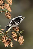 Downy Woodpecker (Picoides pubescens) female, Alaska