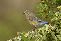 Eastern Bluebird (Sialia sialis) sub-adult male, Texas