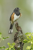 Rufous-sided Towhee (Pipilo erythrophthalmus) male calling, Florida