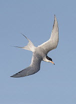 Forster's Tern (Sterna forsteri) flying, Texas