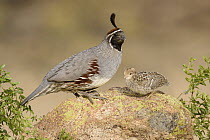 Gambel's Quail (Callipepla gambelii) male with chick, Arizona