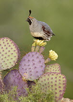 Gambel's Quail (Callipepla gambelii) male perching on cactus, Arizona