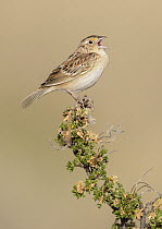 Grasshopper Sparrow (Ammodramus savannarum) male calling, Arizona