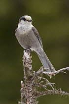 Canada Jay (Perisoreus canadensis), Alaska
